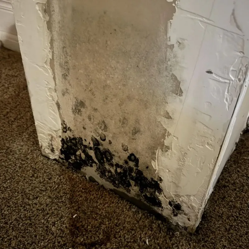 Professional Mold Removal in Radium Springs, NM
